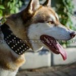 Best Collar for Walking a Husky of Extra Wide Leather with Cones