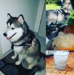 Bestseller! Nylon Dog Harness for Alaskan Malamute_4