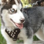 Harness for Siberian Husky Puppy, Leather with Decorative Cones