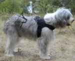 Walking Harness UK for Southern Russian Shepherds and Others!
