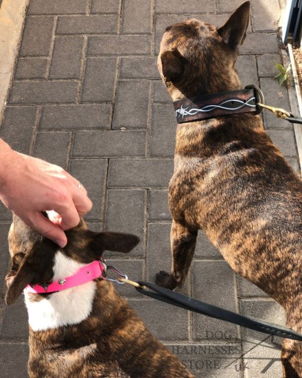 Unique Dog Collar with Exclusive "Barbed Wire" Hand Painting