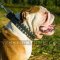 Leather Dog Collar Caterpillar Design for British Bulldog