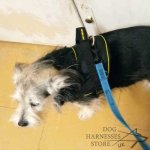 Nylon Dog Harness Multipurpose for Pulling, Tracking, Bestseller_2