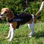 "Super Dog" Beagle Training and Working Harness with Patches