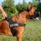 Bestseller! K9 Dog Harness for German Boxer Sport and Training