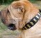 Shar-Pei Collar of Leather with Brass Plates, Trendy Design