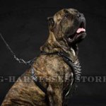 Spiked Leather Harness for Cane Corso for Walking UK