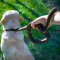 Best Leash for Labrador of Braided Leather, Nappa Lined Handle