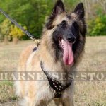 Belgian Tervuren Dog Harness with Brass Spikes, Deluxe Design