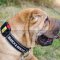 Shar-Pei Collar Nylon with ID Patches and Quick-Release Buckle