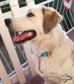 Fur Saver Dog Collar Large Brass Links for Long-Haired Canines_2