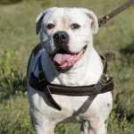 Pulling Harness for American Bulldog. Padded Leather Strap