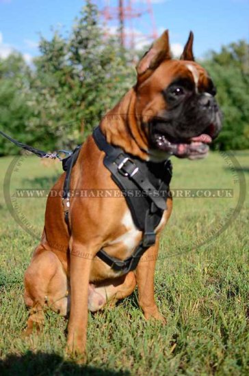 Protection Dog Harness for Agitation, Attack Boxer Training - Click Image to Close