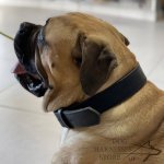 Leather Dog Collar for Agitation, Two-Ply, Wide and Extra Strong_5