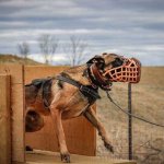 Police Leather Basket Dog Muzzle, Top Quality!_2