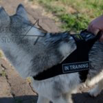 Bestseller! Nylon Dog Harness for Alaskan Malamute
