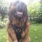 Leonberger Dog Harness of Leather for Secure Control