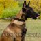Leather Dog Collar for Malinois Training and Walking, 1.2 Inch