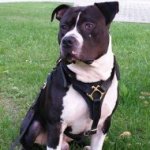 Amstaff Harness of Leather for Walking, Tracking and Training