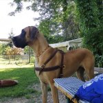 Dog Harness Tracking UK Padded for Dogs, Sublime Quality!_2