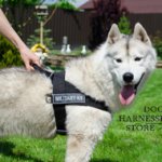 Bestseller! Nylon Dog Harness for Husky Training