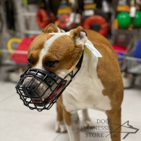 Amstaff Wire Muzzle, American Staffordshire Training Product