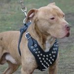 Pitbull Harness of Leather with Spikes UK for Perfectionists!