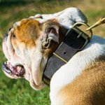 Trendy Dog Collar Bronze-Like Brass Plates for British Bulldog