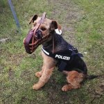 Police Leather Basket Dog Muzzle, Top Quality!_1