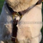 Dog Harness UK with Brass Fittings for Walking Your Lab