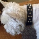 West Highland Terrier Collar of Leather with Decorative Cones