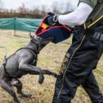 Pitbull Attack Training Extra Durable French Linen Bite Builder