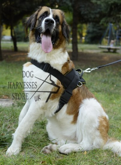 Walking Harness for Moscow Watchdog, Nylon, All-Weather - Click Image to Close