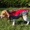 Dog Coat for Warming Beagle and Other Cute Breeds)!