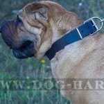 Shar-Pei Dog Collar of Wide and Strong Leather in Classic Style