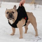 Dog Harness for French Bulldog, Use in Any Weather!_2