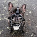 Wire Basket Dog Muzzle For Small Breeds_2