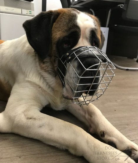 Saint Bernard Dog Muzzle of Wire for Daily Walking and Training