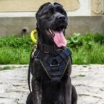 American Bandogge Mastiff Harness for Sport and Training