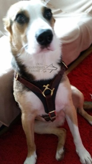 Stylish Leather Dog Harness for Mixed Breed Dogs