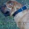 Shar-Pei Dog Collar of Wide and Strong Leather in Classic Style