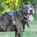 Staffy and Pitbull Leather Dog Harness for Agitation, Protection