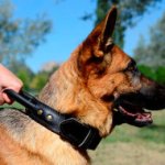 Bestseller! German Shepherd Agitation Collar Leather with Handle