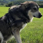 Dog Harness for Australian Shepherd Active Lifestyle