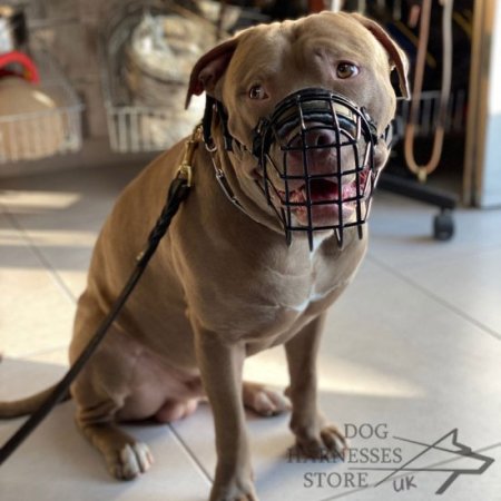 Amstaff Pitbull Mix Dog Muzzle of Rubber Covered Steel Wire