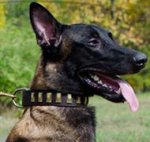 Trendy Dog Collar for Belgian Malinois, Wide Leather with Plates