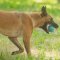 German Shepherd and Belgian Malinois Dental Ball UK