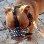 Muzzle for Amstaff of Leather and Nappa with Studs and Frustums