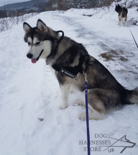 Bestseller! Nylon Dog Harness for Alaskan Malamute