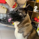 Basket Dog Muzzle Covered by Black Rubber, UK_15